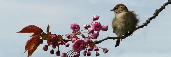A sparrow on a branch with new, pink blossoms opening.