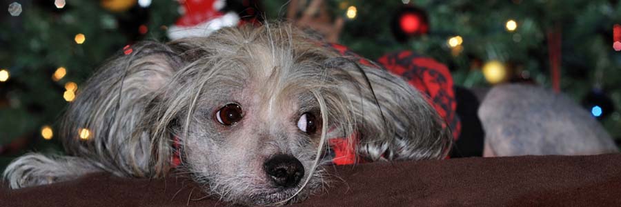 sad-looking dog with Christmas tree background