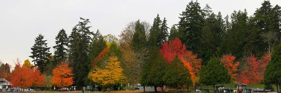 Trees with varied fall colours