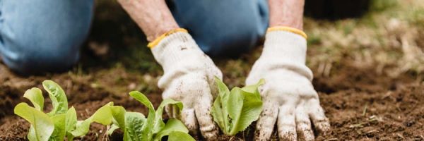 hands planting on soil
