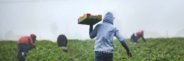 Workers harvesting fruit
