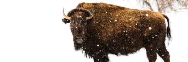 Brown bison on snow covered ground